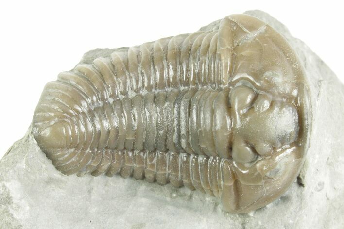 Fossil Flexicalymene Trilobite - Mt Orab, Ohio #380313